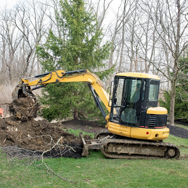 Brush Removal in Denver, CO